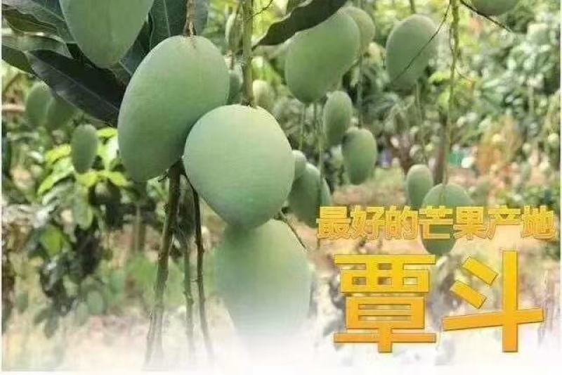 雷州覃斗台农芒果，可下来产地看货，一手货源。可电话。