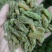 新疆葡萄干绿香妃北京王免洗无核，干度好颗粒饱满均匀！