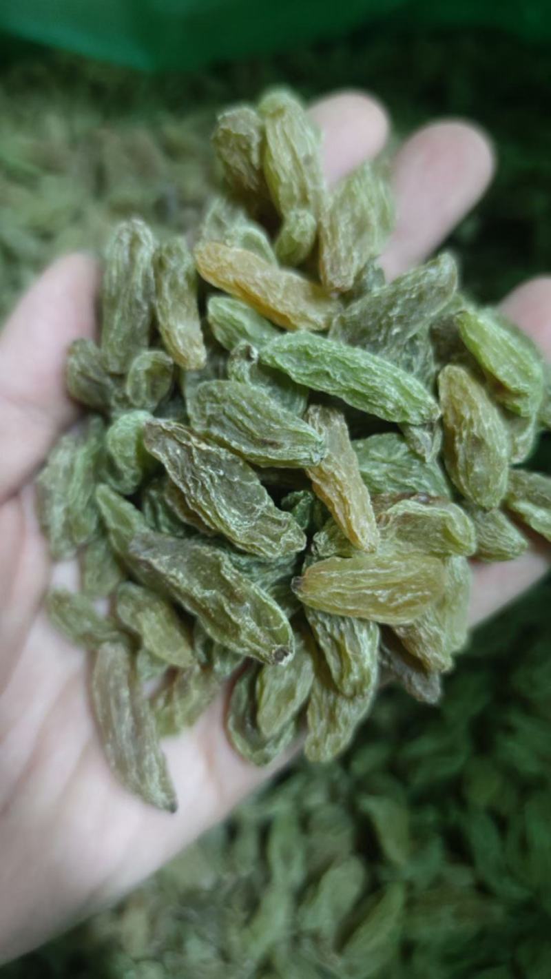 新疆葡萄干绿香妃北京王免洗无核，干度好颗粒饱满均匀！