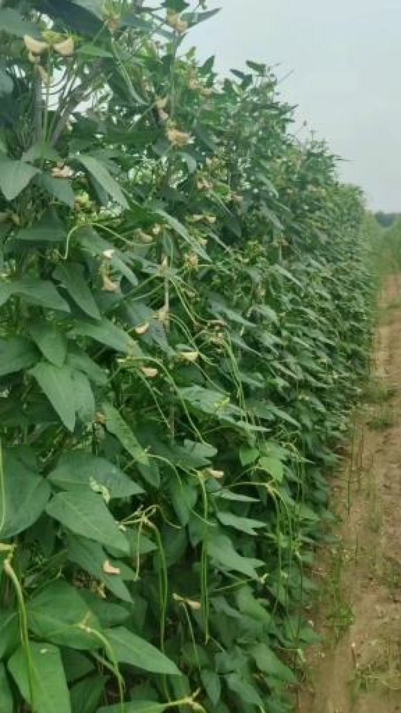 珍玉金翠玉豆角种子肉厚油绿条抗病性强存放不变色亩产6千斤