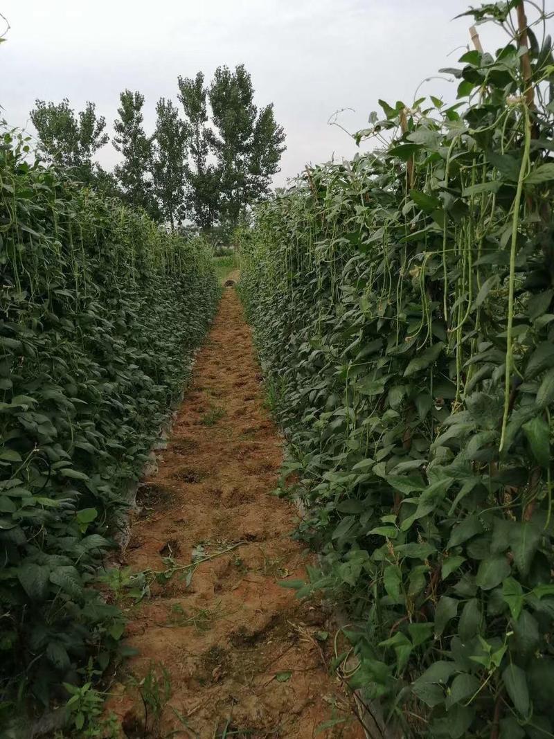 珍玉金翠玉豆角种子肉厚油绿条抗病性强存放不变色亩产6千斤