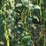 珍玉金翠玉豆角种子肉厚油绿条抗病性强存放不变色亩产6千斤