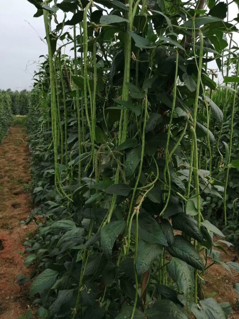 珍玉金翠玉豆角种子肉厚油绿条抗病性强存放不变色亩产6千斤