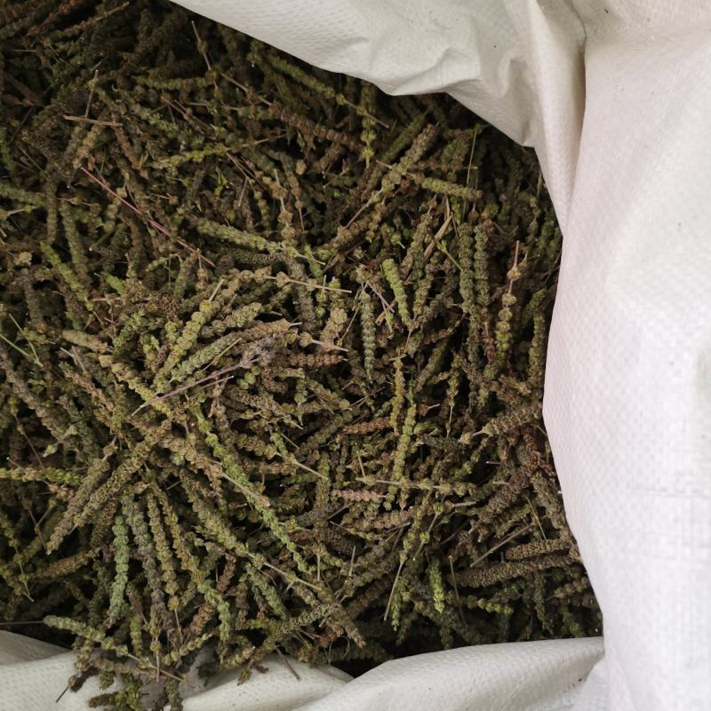 荆芥穗河北颜色亮中药材批发各种规格