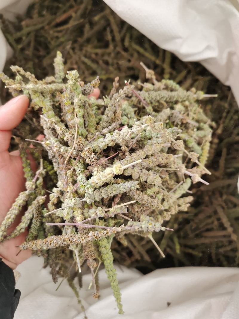 荆芥穗河北颜色亮中药材批发各种规格