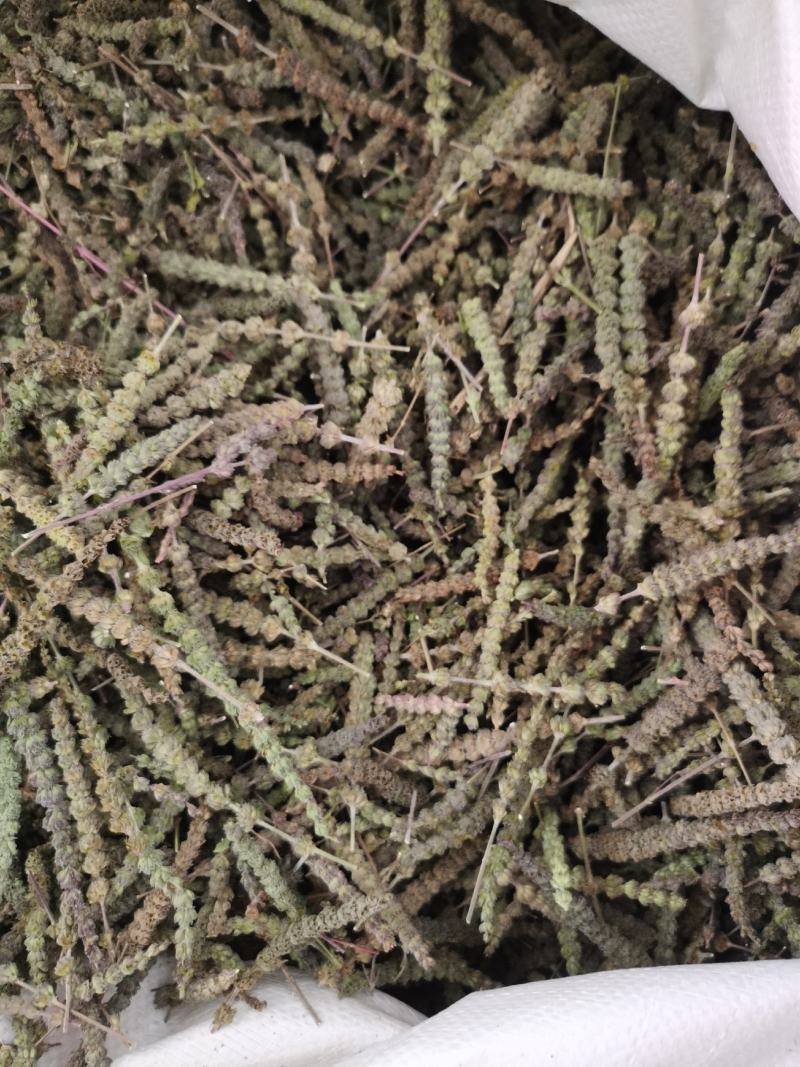 荆芥穗河北颜色亮中药材批发各种规格
