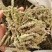 荆芥穗河北颜色亮中药材批发各种规格
