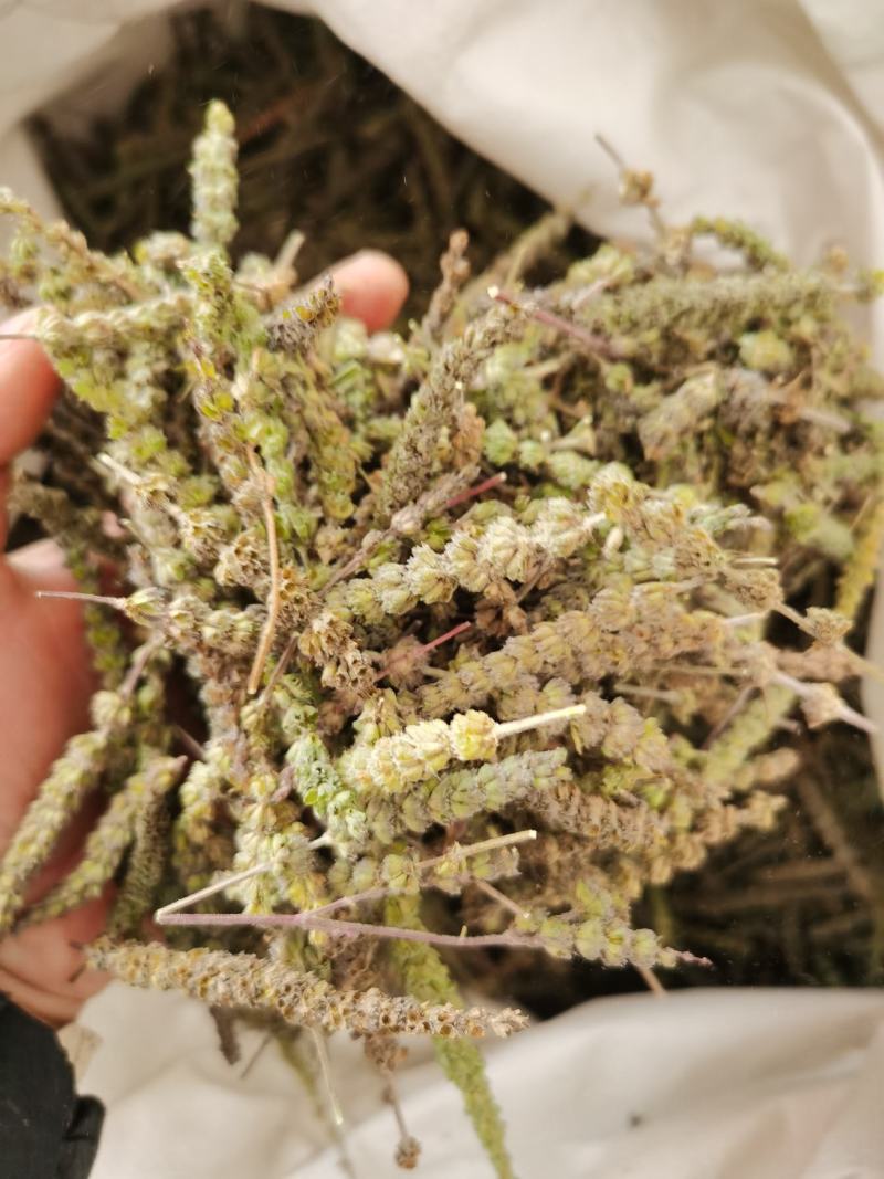 荆芥穗河北颜色亮中药材批发各种规格