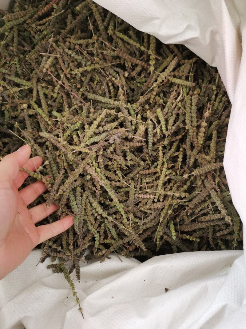荆芥穗河北颜色亮中药材批发各种规格
