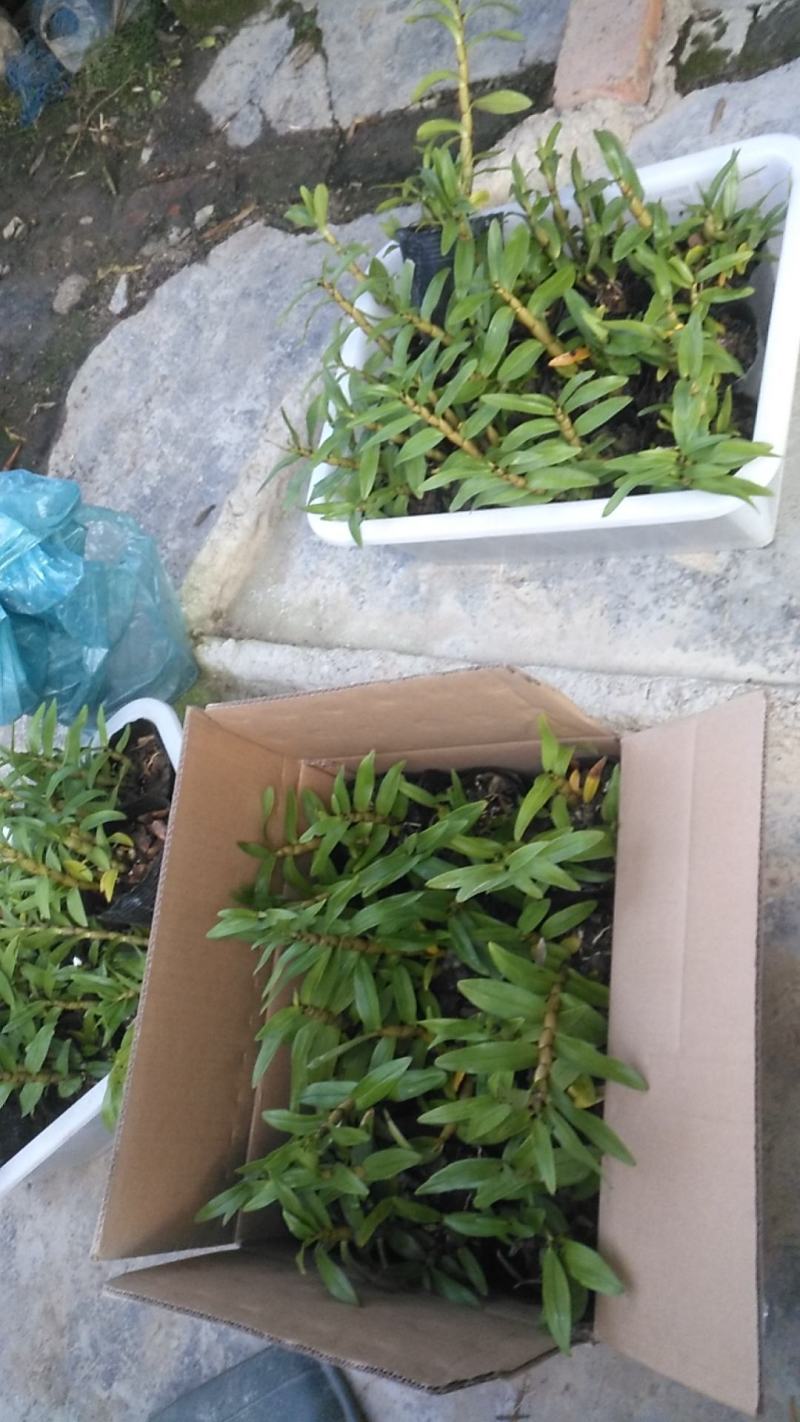 大花美丽石斛，农户自己种植，可以视屏看货，提供技术。
