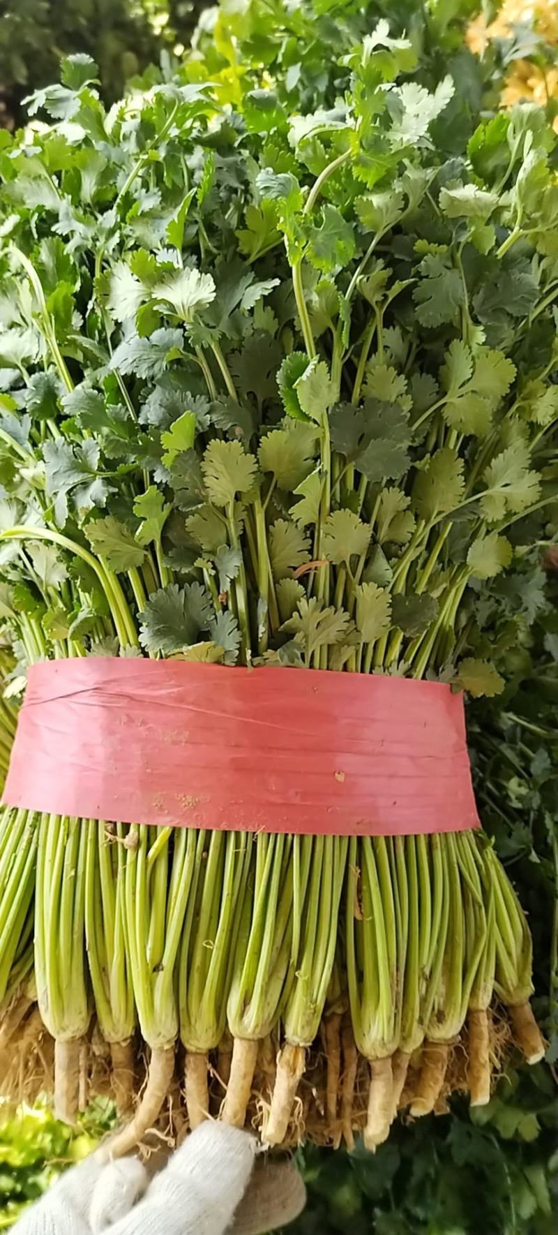 铁杆青香菜，叶大色绿，适合全国各地耐运输，