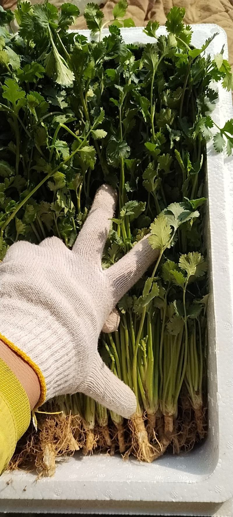 铁杆青香菜，叶大色绿，适合全国各地耐运输，