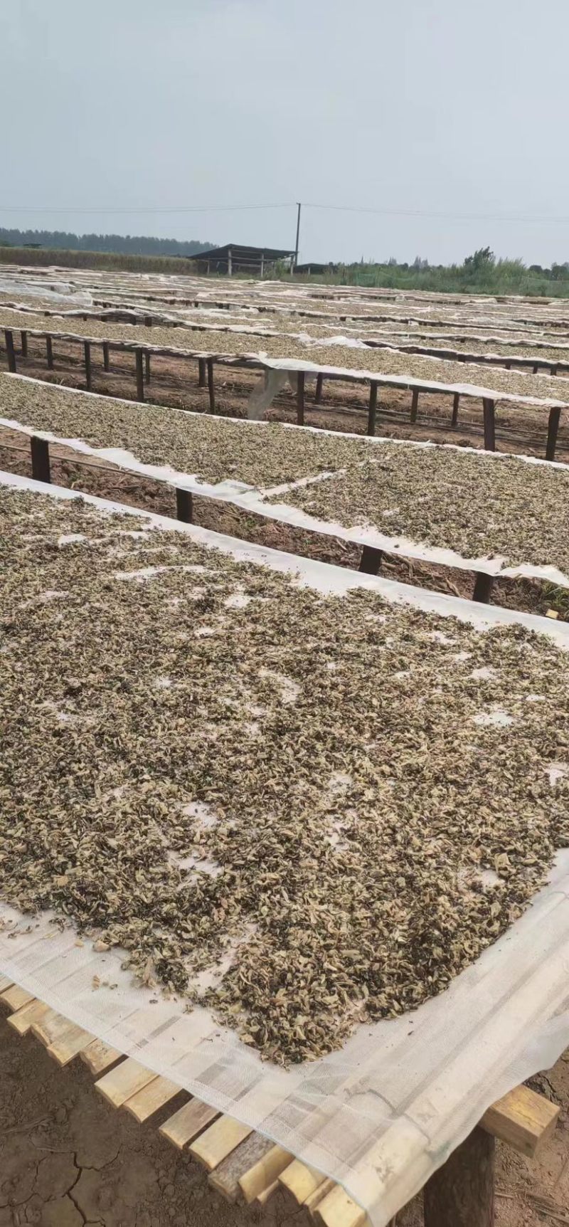 湖南华容干咸芥菜（脱水菜）品类优质，欢迎大家来电咨问。