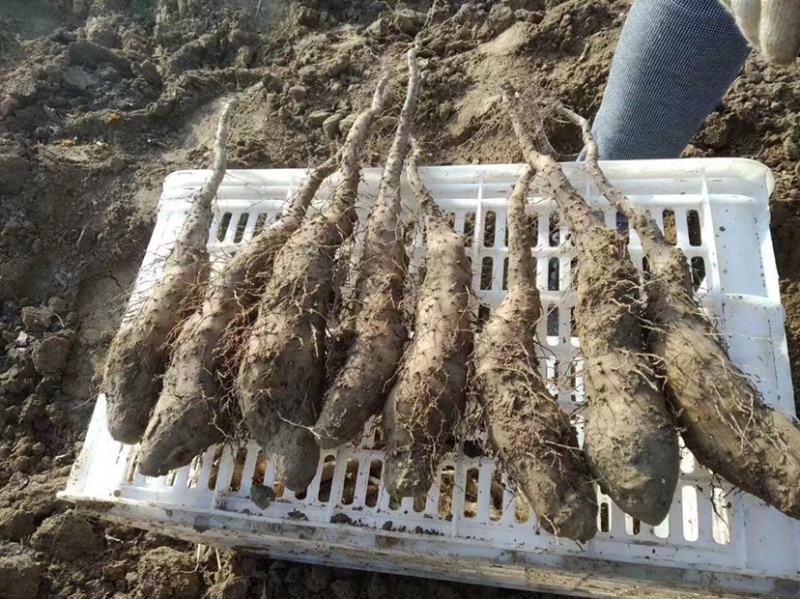 山东滨州新茬地无菌白玉山药苗量大从优欢迎选购