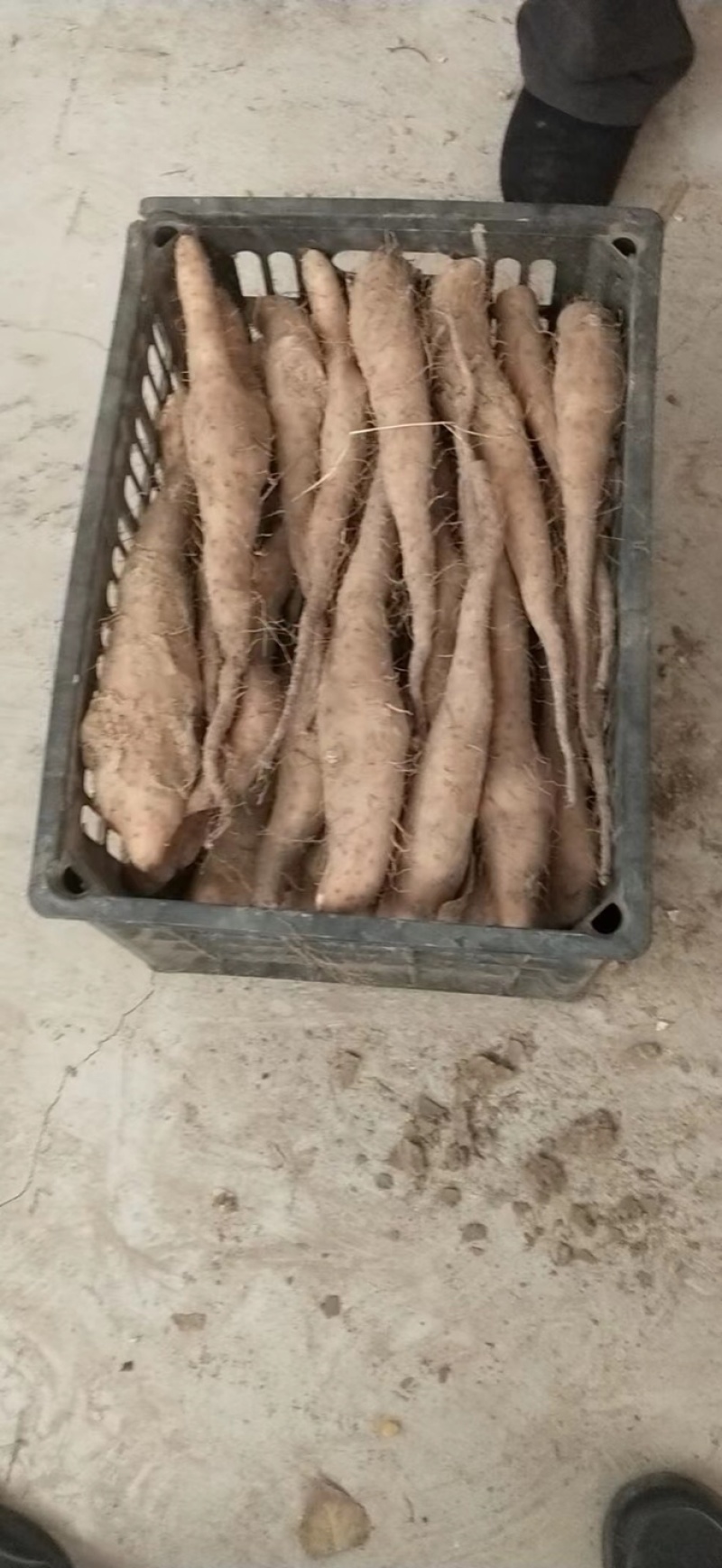 山东滨州新茬地无菌白玉山药苗量大从优欢迎选购
