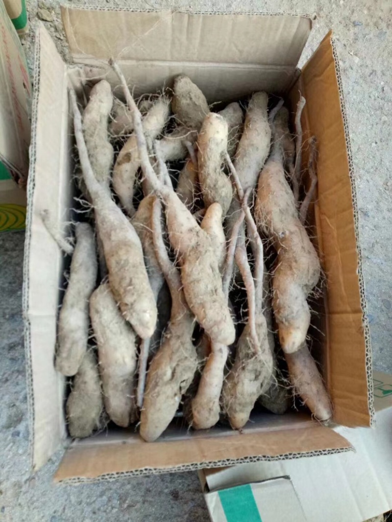 山东滨州新茬地无菌白玉山药苗量大从优欢迎选购