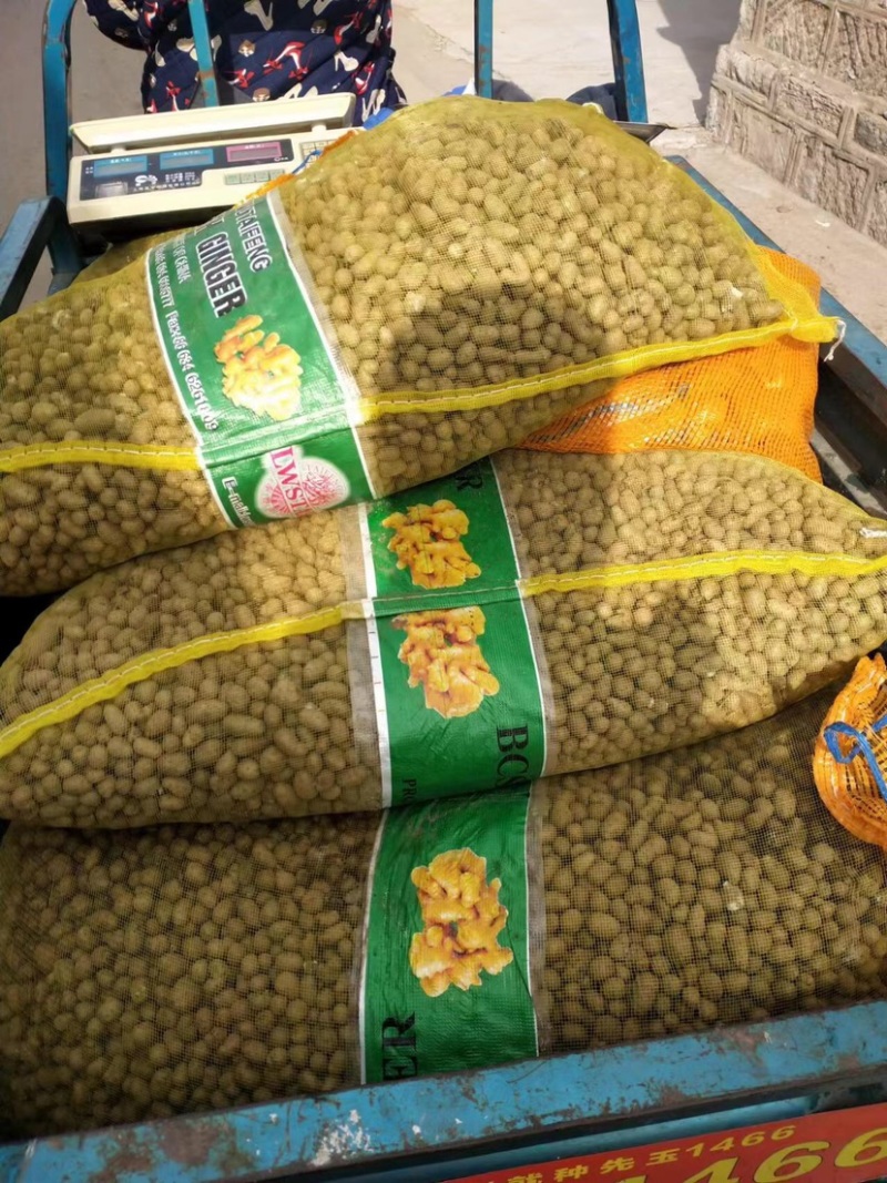 基地直供优质白玉系列种豆，山药豆大量供应欢迎选购价格美丽
