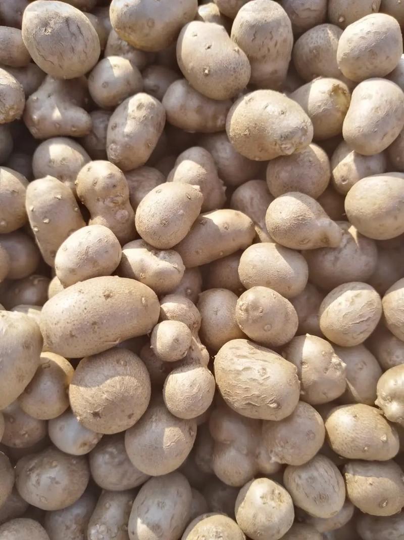 基地直供优质白玉系列种豆，山药豆大量供应欢迎选购价格美丽