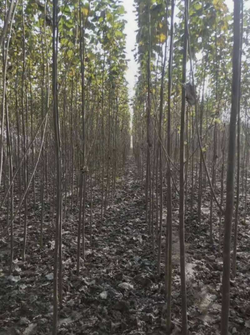 新疆杨，各种规格新疆杨，土球裸根都可以