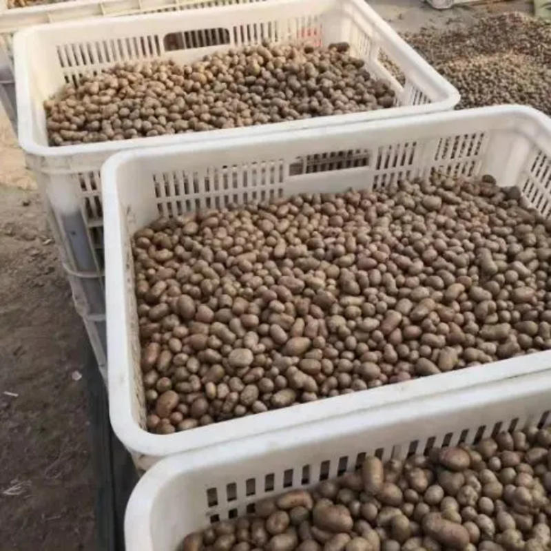 山东惠民县基地直供山药豆，无中间商赚差价品质保证欢迎选购