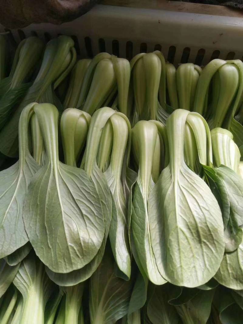 【推荐】山东曹县上海青，精品货，绿色食品，价格可谈，欢迎
