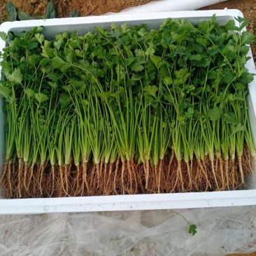 香菜、铁杆香菜、视频看货、全国代发、专业商超电商供应。