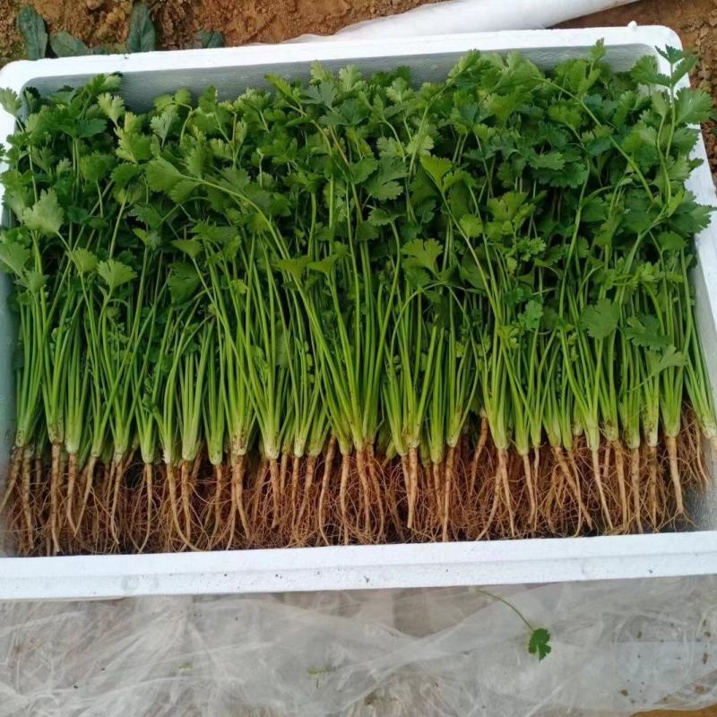 香菜、铁杆香菜、视频看货、全国代发、专业商超电商供应。