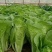 【精品】曹县小白菜大量供应，保质保量，价格美丽，欢迎