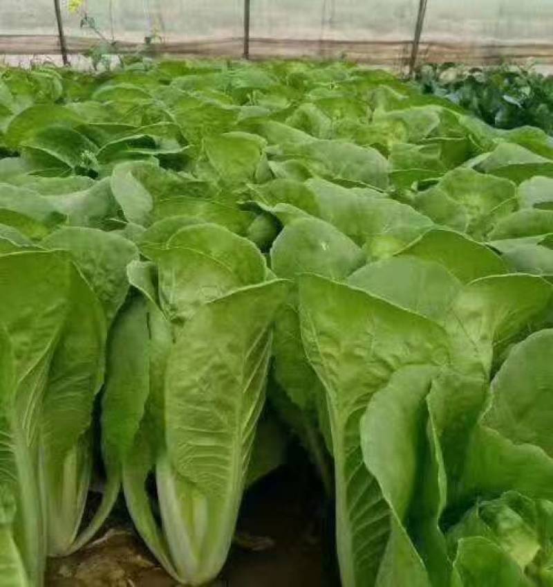 【精品】曹县小白菜大量供应，保质保量，价格美丽，欢迎