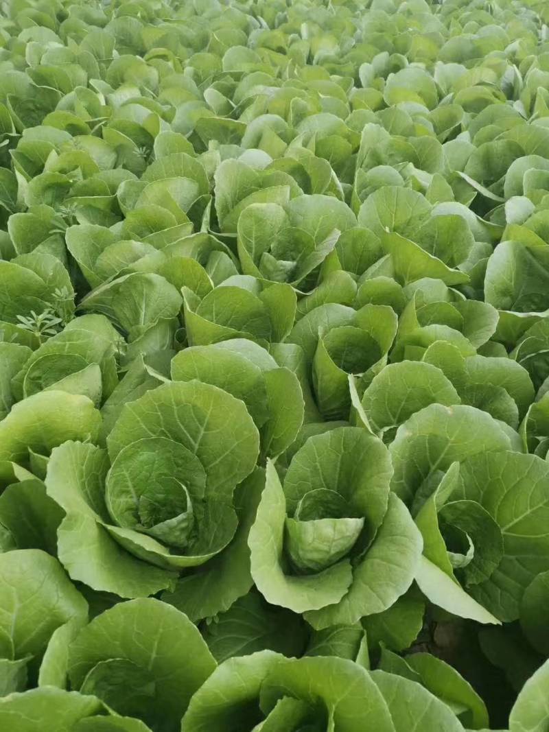 【精品】曹县小白菜大量供应，保质保量，价格美丽，欢迎