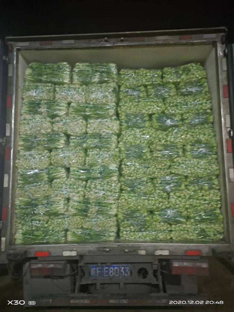 【精品】曹县小白菜大量供应，保质保量，价格美丽，欢迎