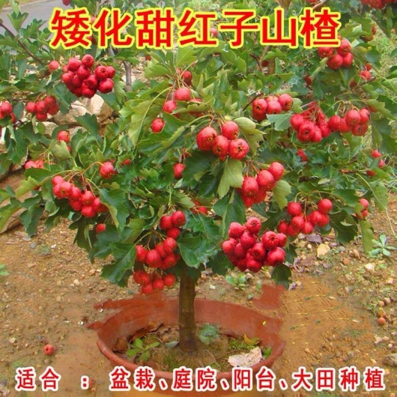 特大甜山楂苗甜红子山楂树苗山楂也有甜的只甜不酸的山楂果树
