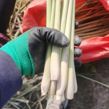 新鲜柠檬香茅草泰国香茅草自家基地种植