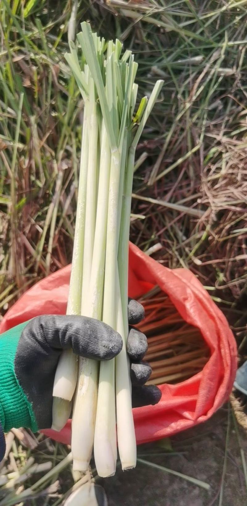 新鲜柠檬香茅草泰国香茅草自家基地种植