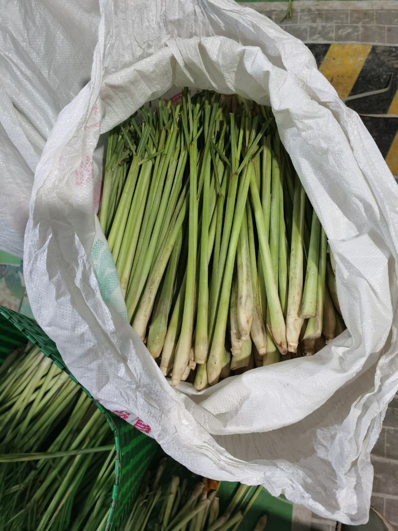 新鲜柠檬香茅草泰国香茅草自家基地种植