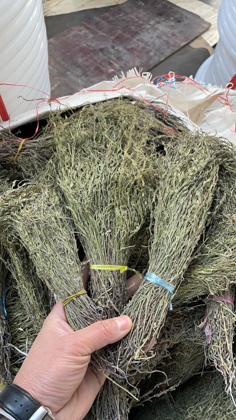 独脚金产地一手货源，价格便宜，欢迎选购。