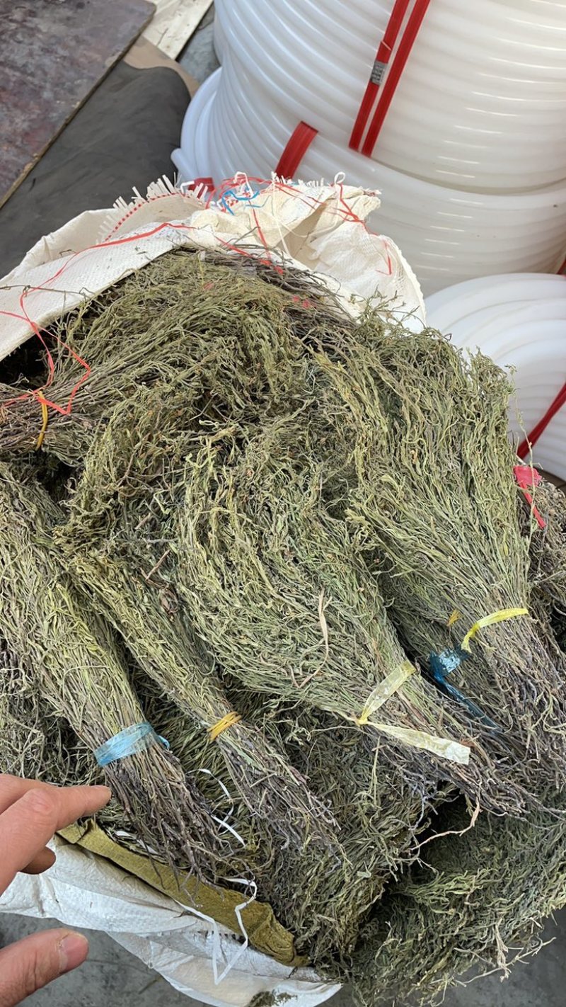 独脚金产地一手货源，价格便宜，欢迎选购。