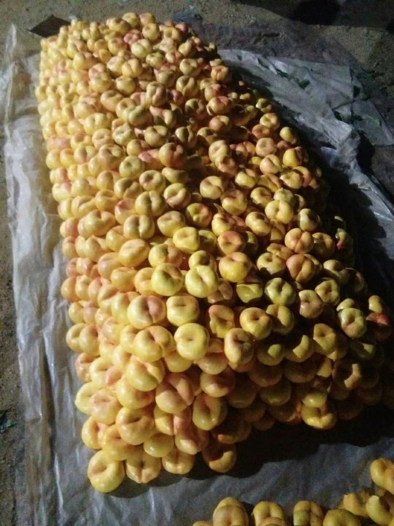 毛蟠桃中蟠11中蟠13一手货源