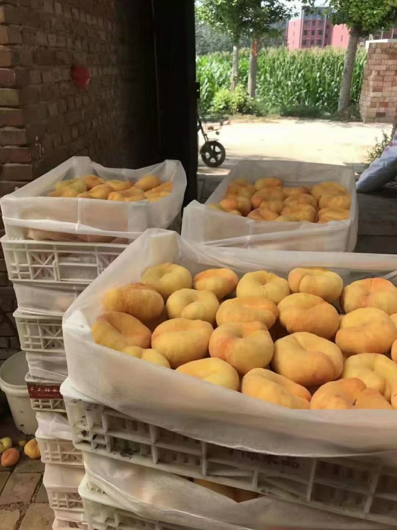 毛蟠桃中蟠11中蟠13一手货源