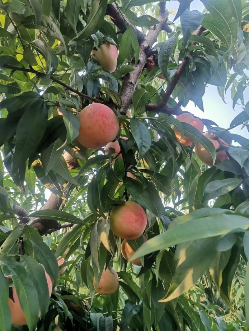 春雪突围水蜜桃永莲离核沙芽红秋彤秋甜映霜红口感好一手货源