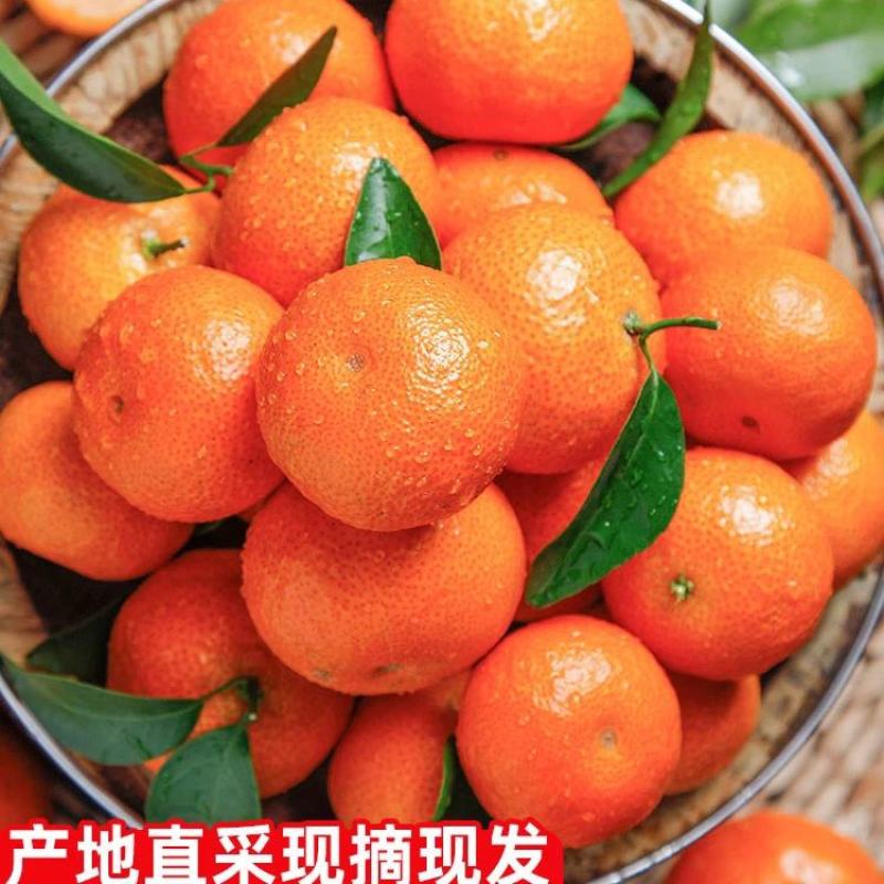 精品沙糖桔大量上市货源充足品质保障欢迎电联