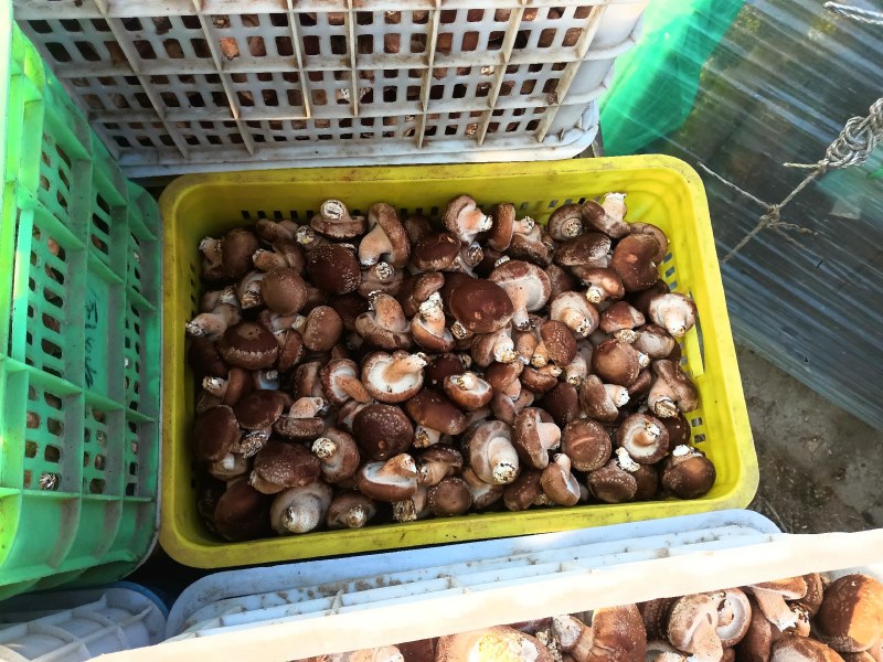 平度香菇基地大量下货