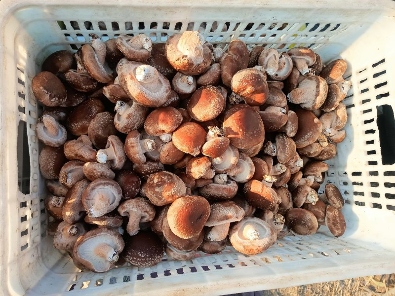 平度香菇基地大量下货