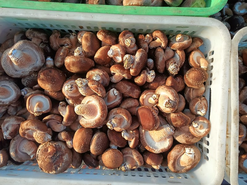 平度香菇基地大量下货
