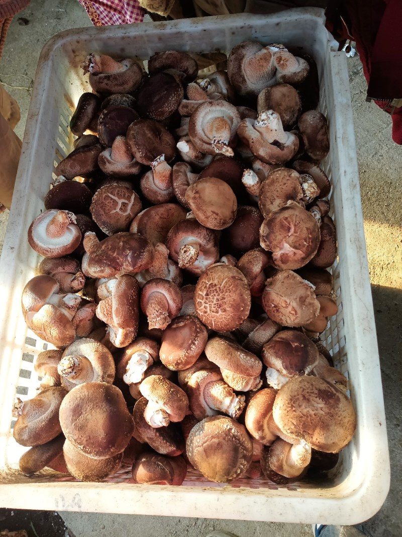 平度香菇基地大量下货
