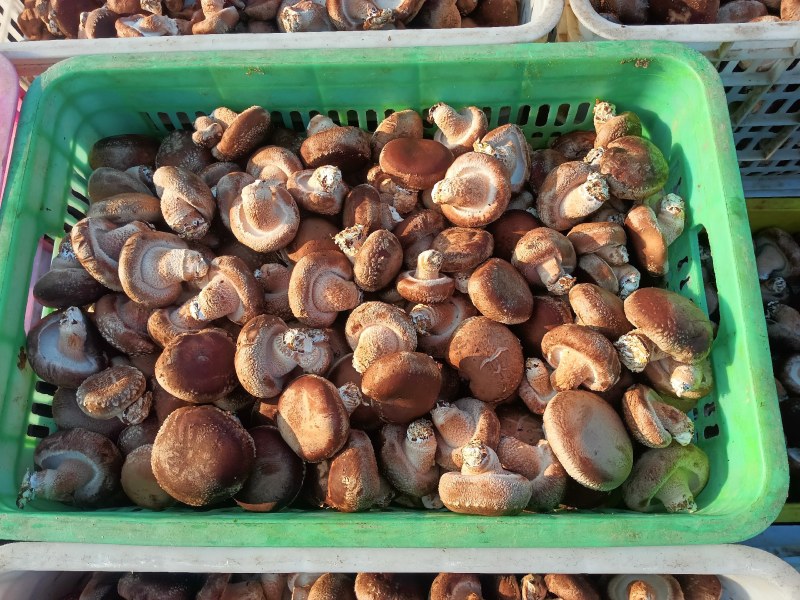 平度香菇基地大量下货