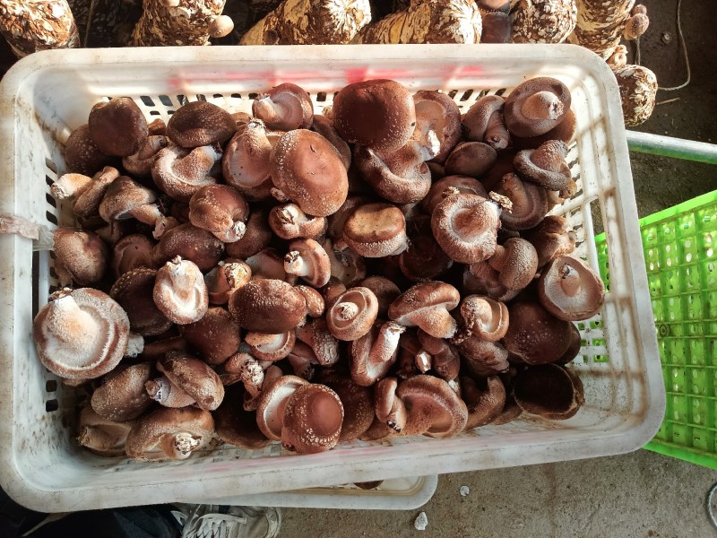 平度香菇基地大量下货