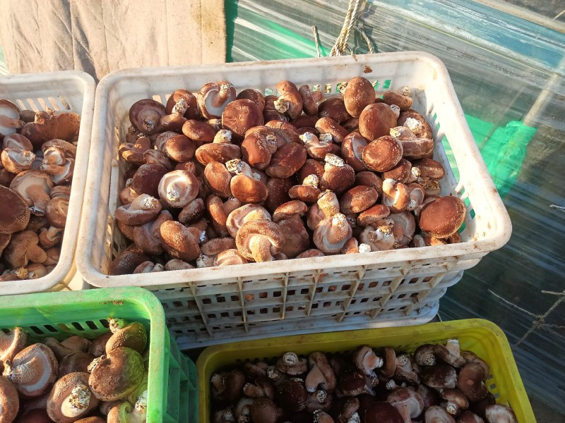平度香菇基地大量下货