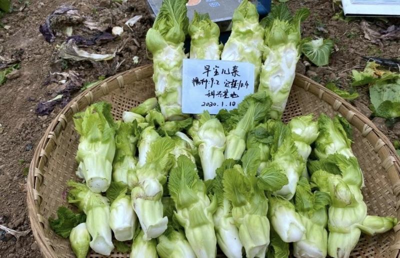 丁家儿菜种子早熟儿菜种子抱子芥种子早熟中心柱大
