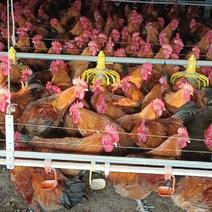 安徽土鸡个人养殖可对接商超，社区团购，各级批发商，量大从